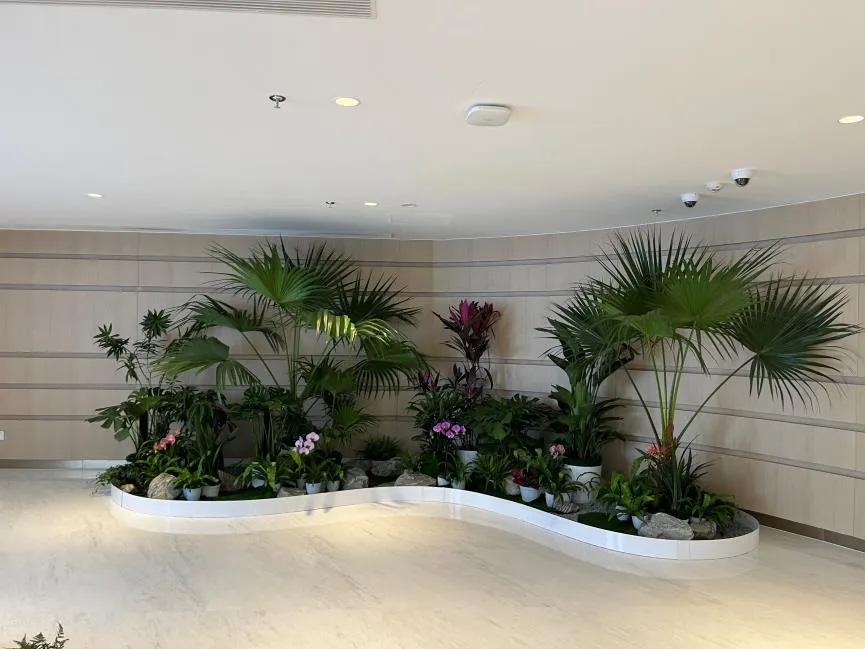 速看！江北盆景租赁方案，装点空间新选择！